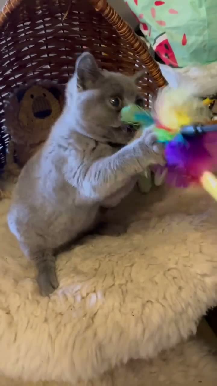 British Shorthair cats for sale: Ready Today GCCF Female - Video 2