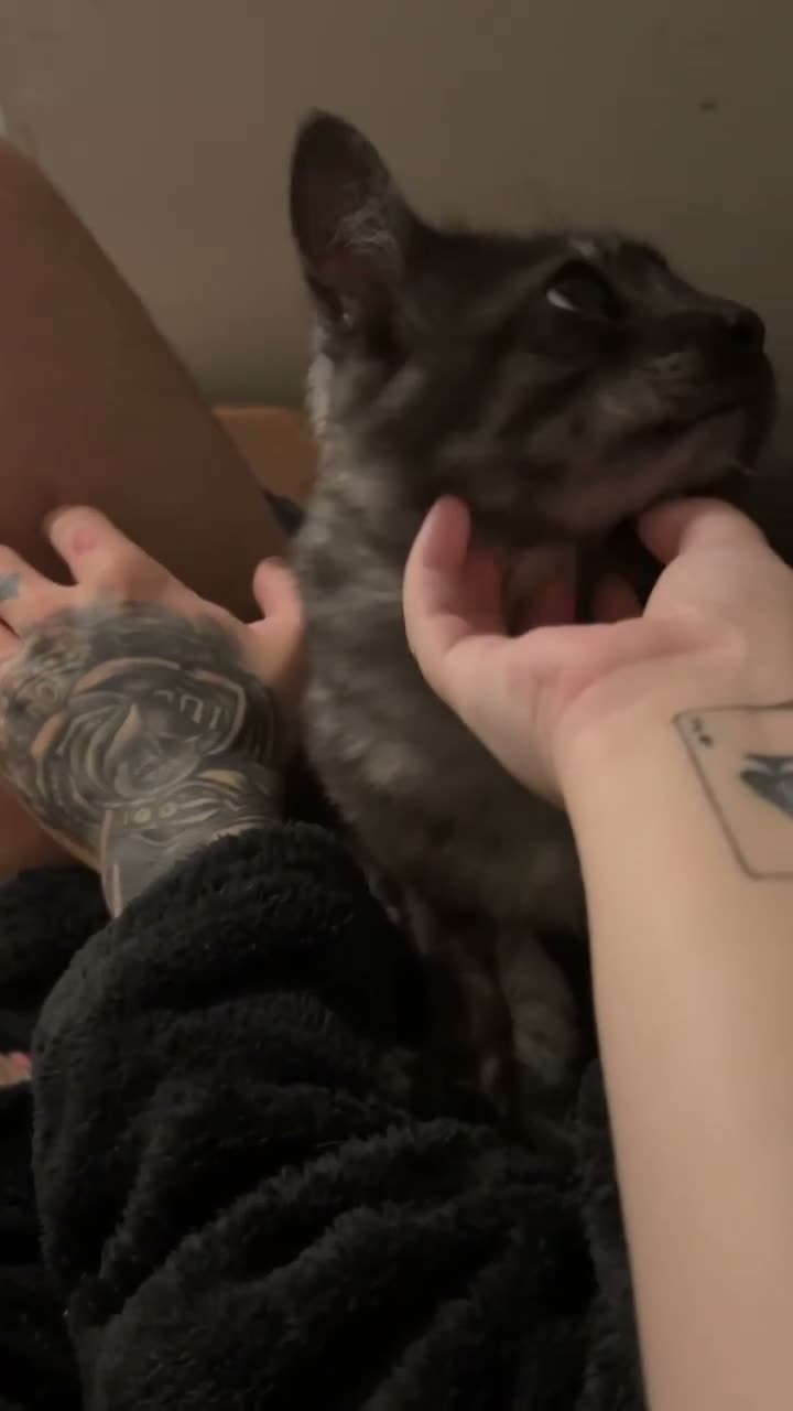 Maine Coon cats for sale: Male mainecoon in Stanley - Video 1