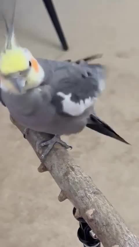 Cockatiels birds for sale: Two cockatiels  - Video 4