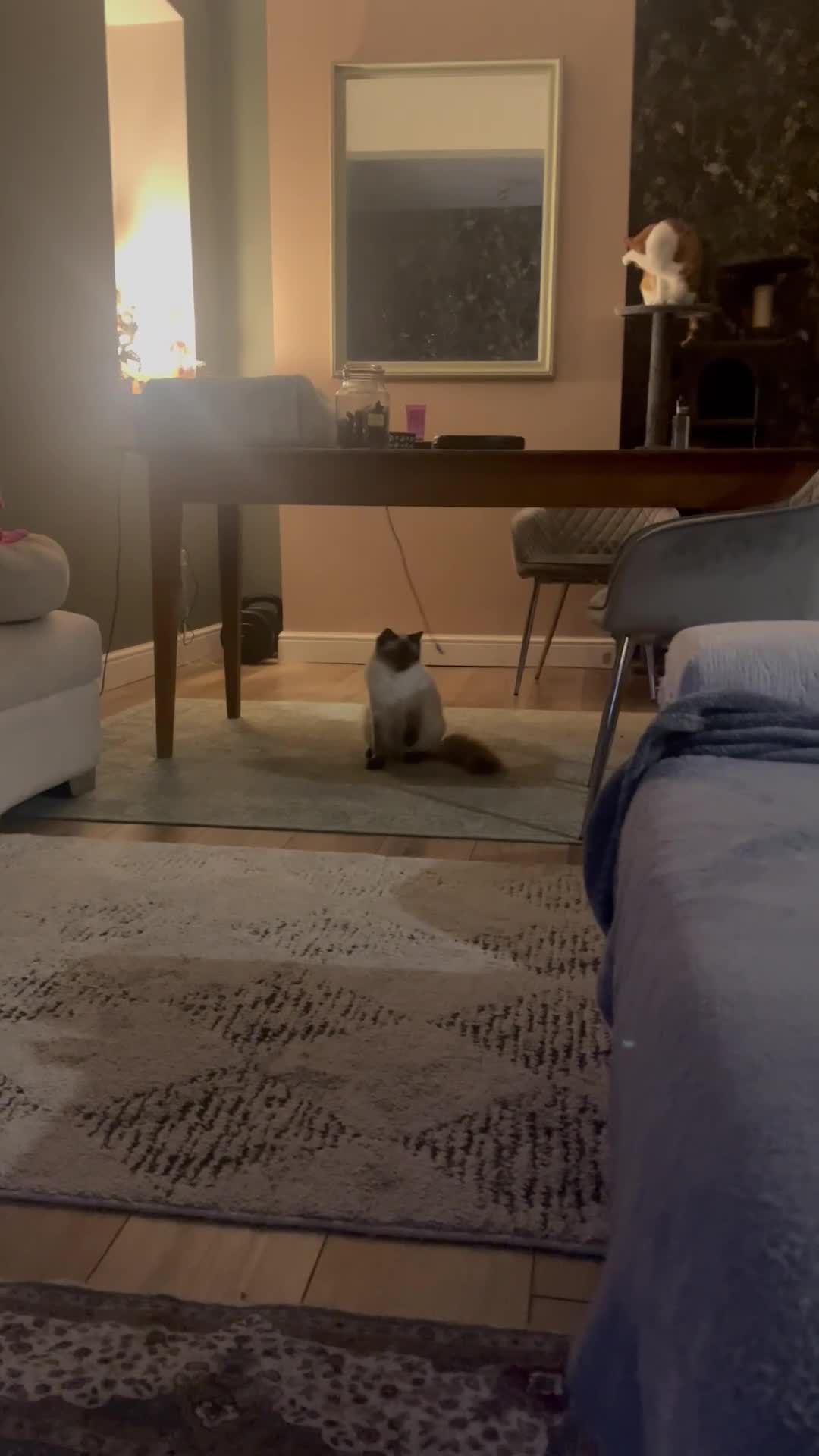 Ragdoll cats for sale: Ragdoll Cat/Kitten 8 months £200 - Video 1