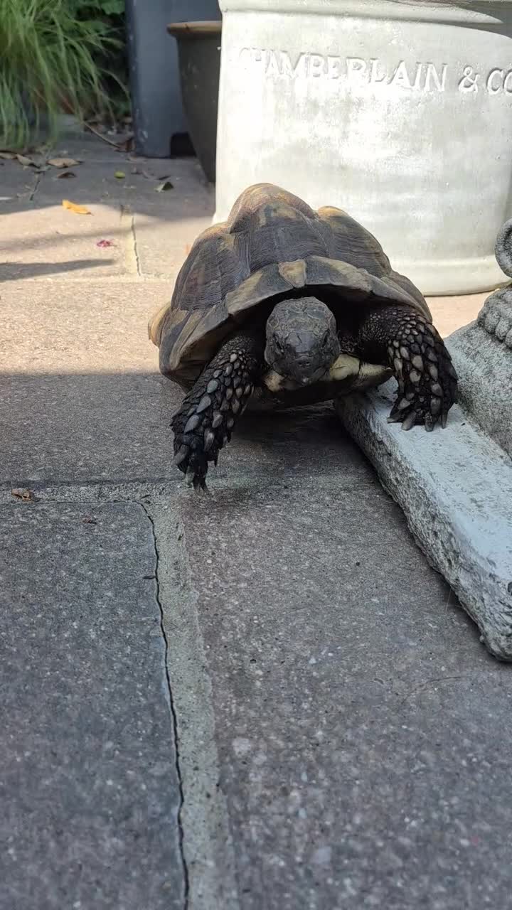 Tortoise reptiles for sale: Female Spur Thigh Tortoise  - Video 1