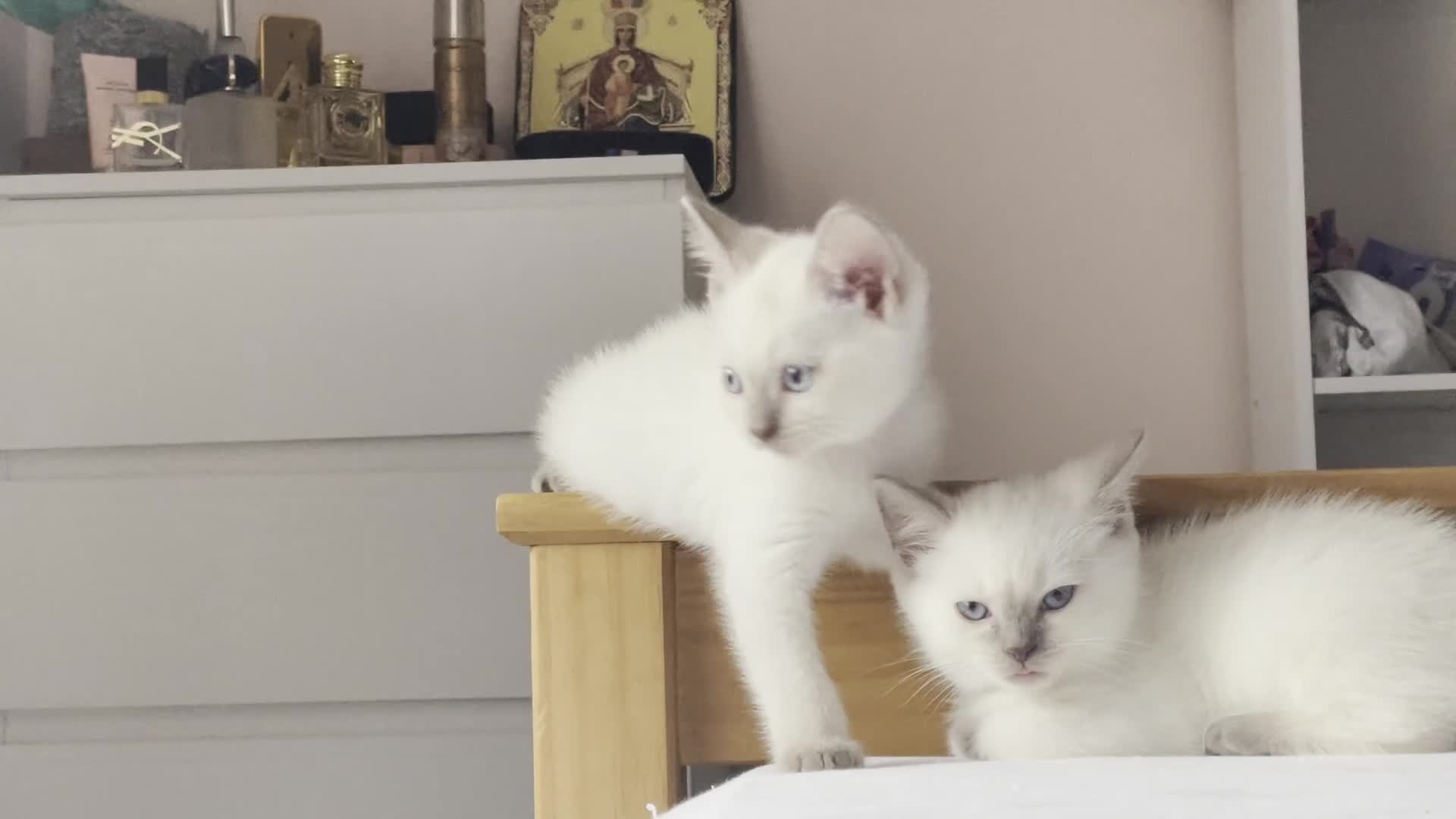 Ragdoll cats for sale: RAGDOLL x BSH KITTENS - Video 1