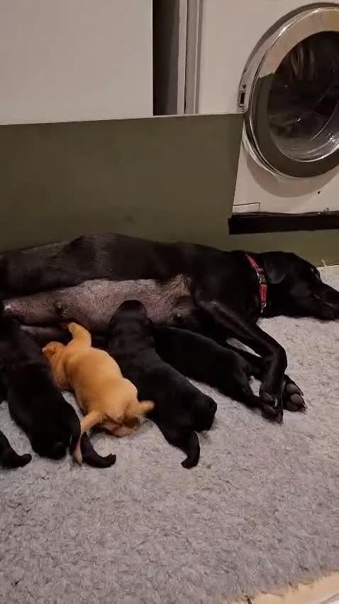 Labrador Retriever dogs for sale: Labrador Pups for sale in Fittleworth - Video 1