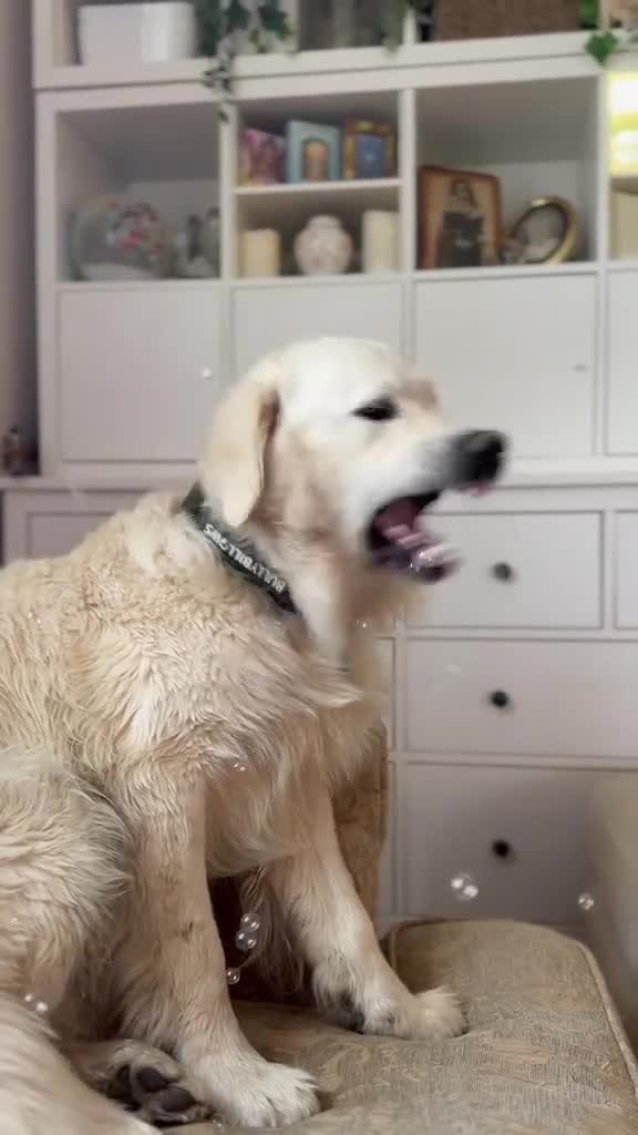 Golden Retriever dogs for stud: KC GOLDEN RETRIEVER ⭐️STUD⭐️ - Video 2