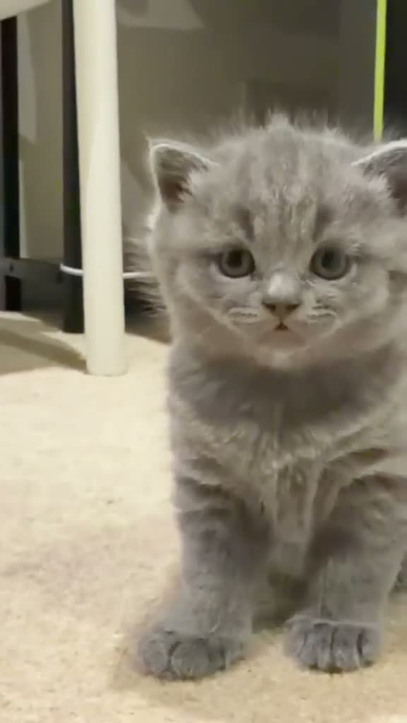 Mixed Breed cats for sale: British Short & and Scottish Longhair - Video 1