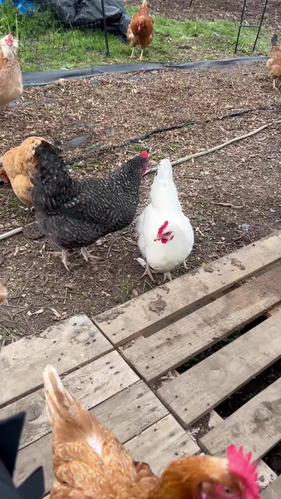 Chickens poultry for sale: Happy hens  - Video 1