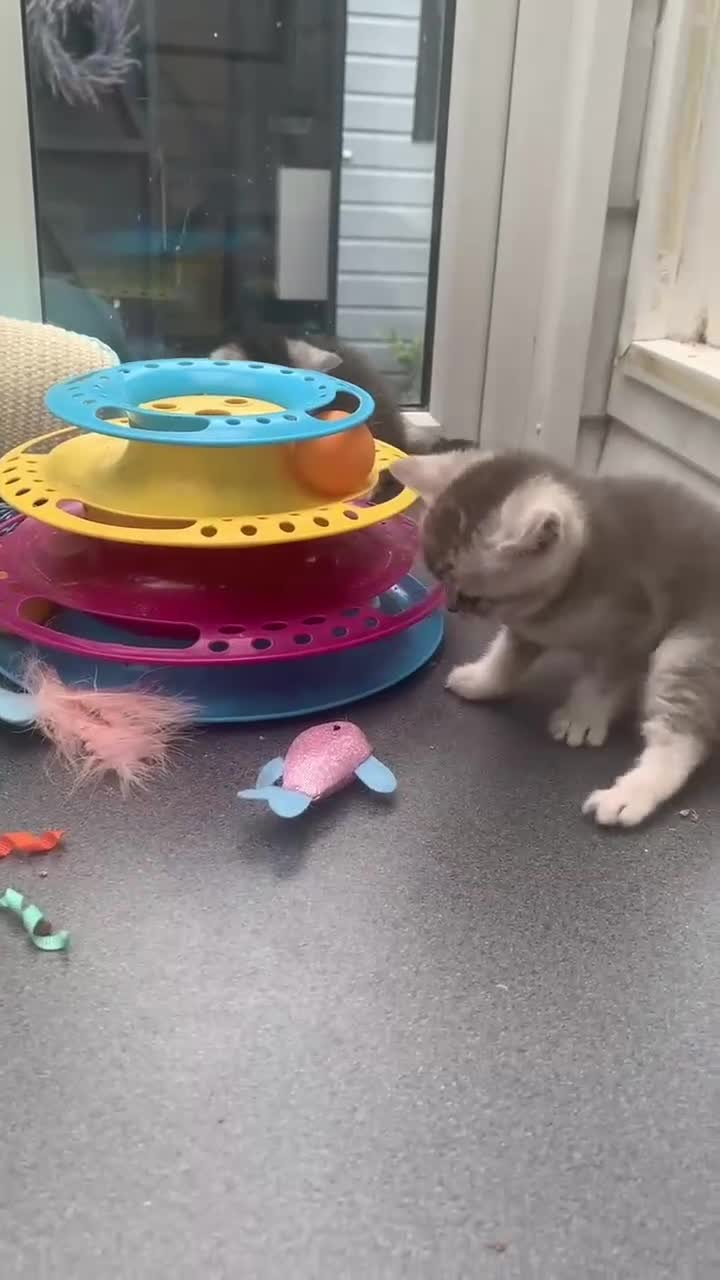 British Shorthair cats for sale: BSH Silver and Blue Ticked Shaded - Video 3