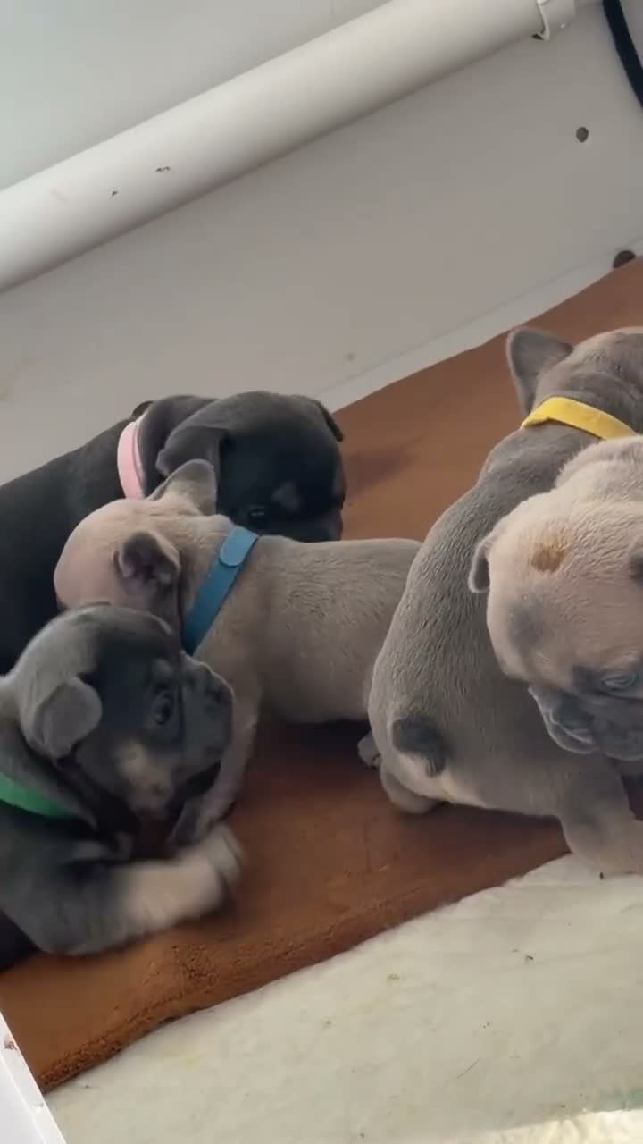French Bulldog dogs for sale: French Bulldog Pups in Middlesbrough - Video 2