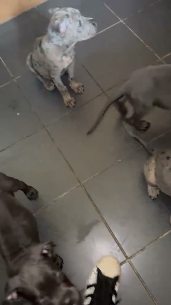 Cane Corso dogs for sale: Merle Cane Corso Puppy - Video 1