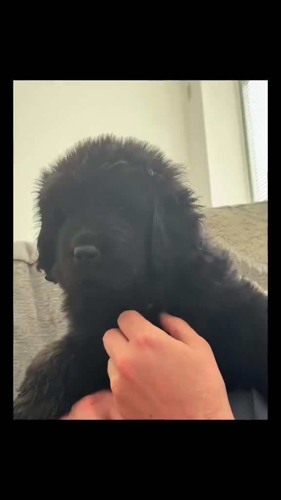 Newfoundland dogs for sale: Newfoundland puppies  - Video 1