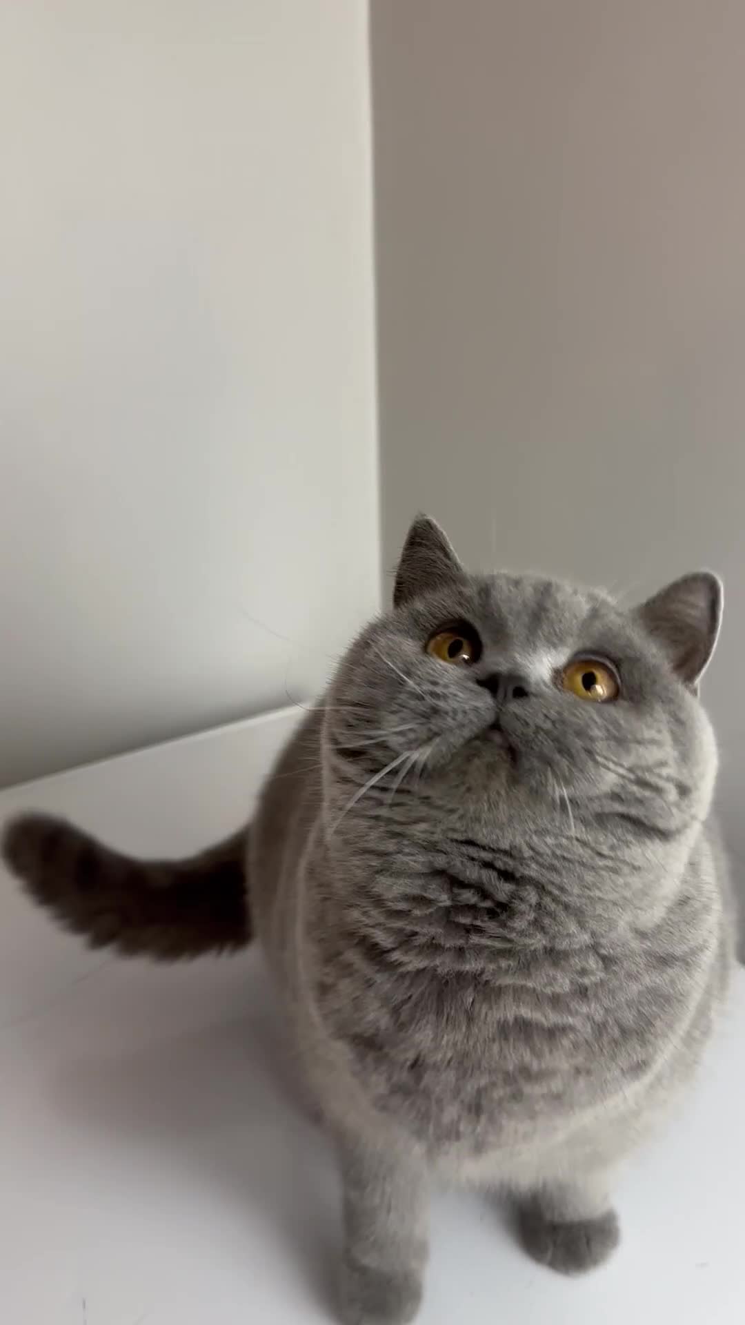 British Shorthair cats for sale: Blue British shorthair active GCCF - Video 1