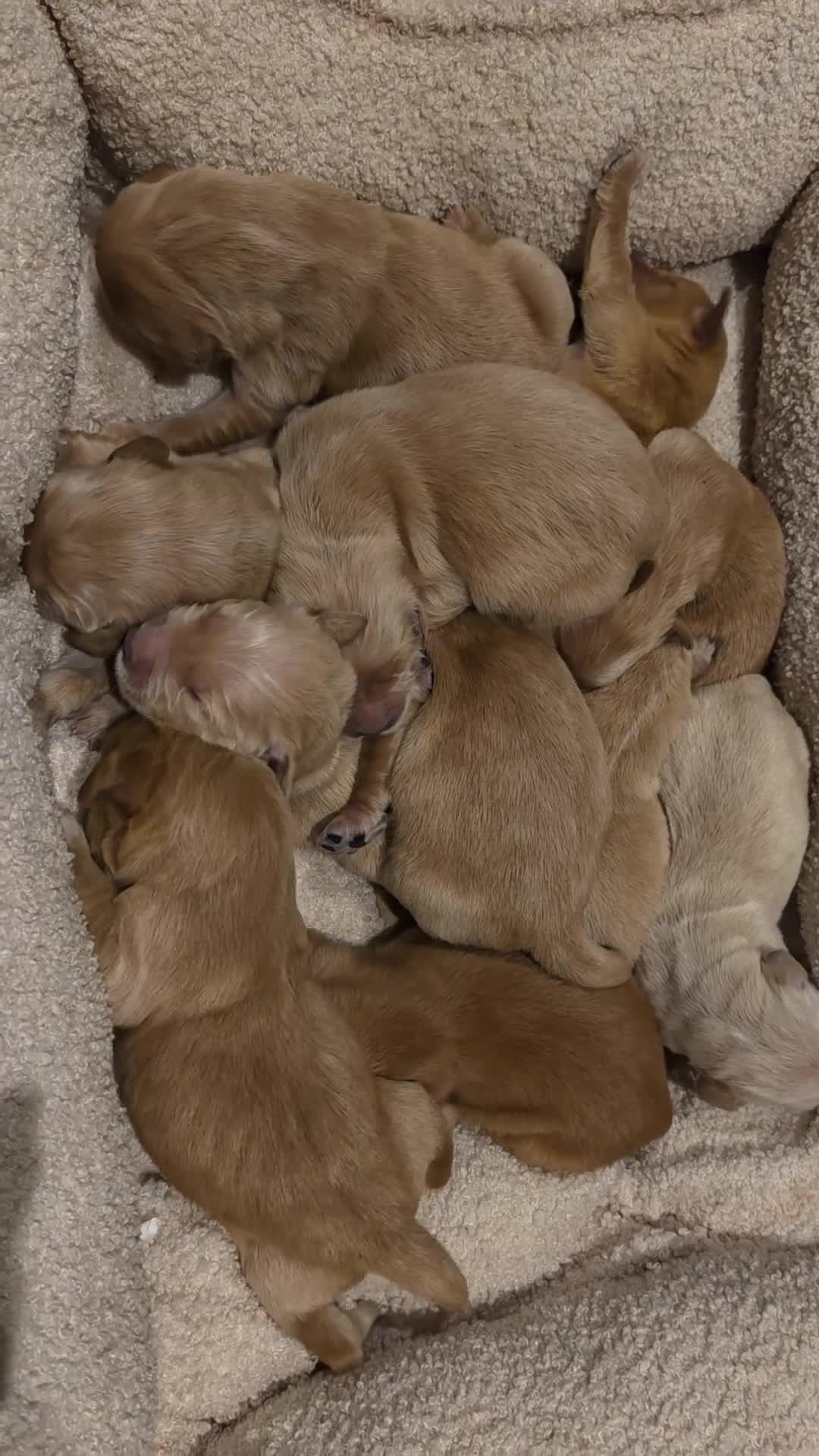 Golden Retriever dogs for sale: Golden retriever champion bloodline puppies. - Video 4