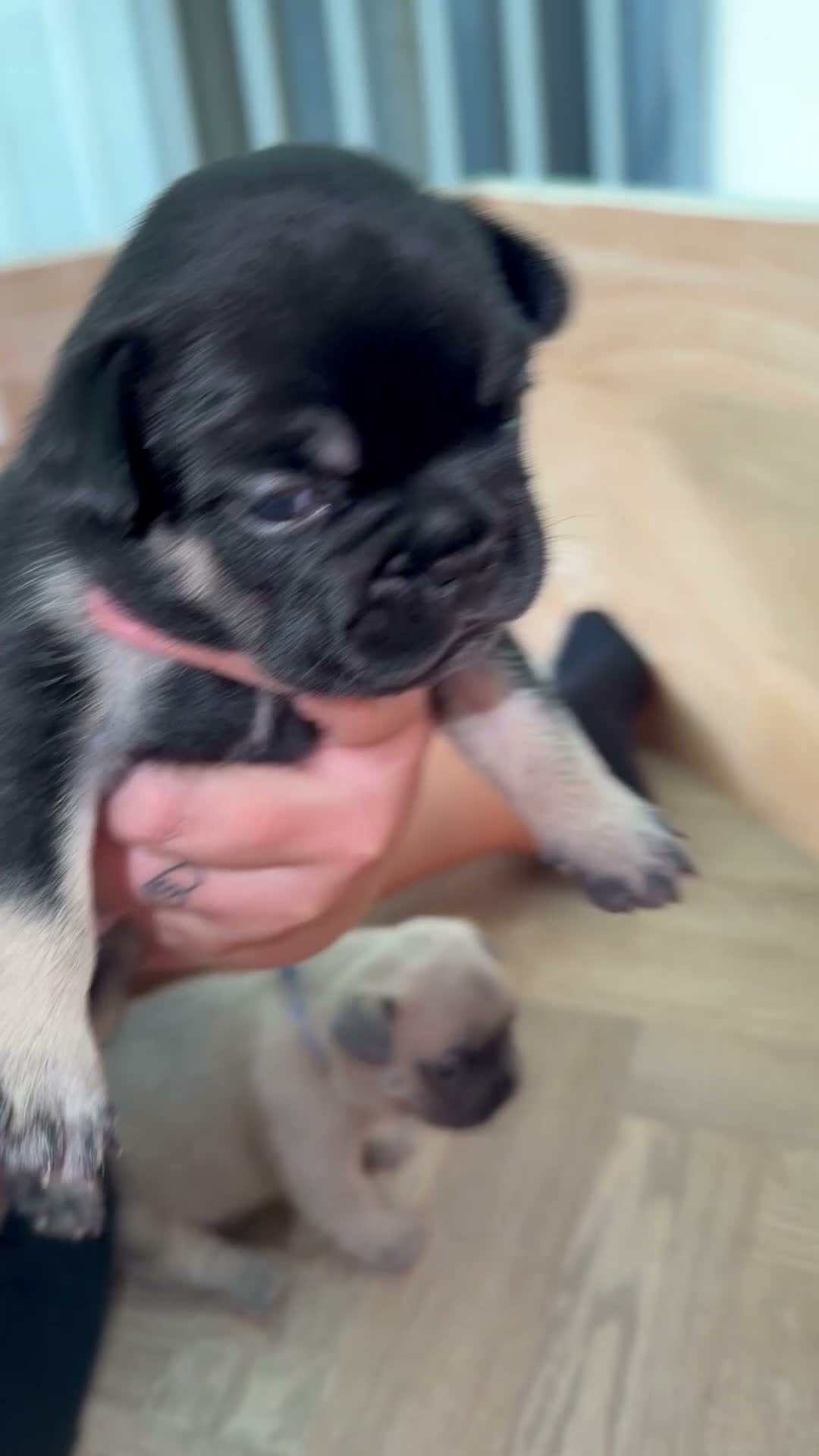 French Bulldog dogs for sale: 5 beautiful French bulldog puppies in Tamworth - Video 4