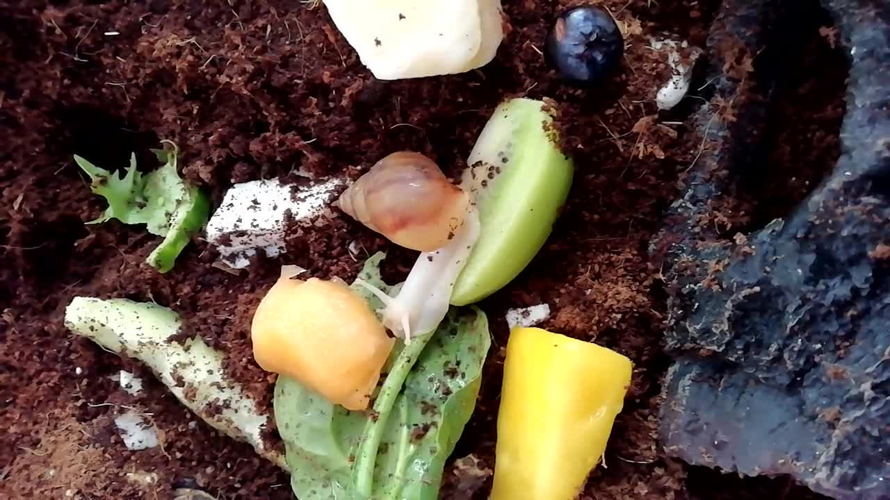 Slugs invertebrates for sale: Albino Achatina Fulica - Video 2