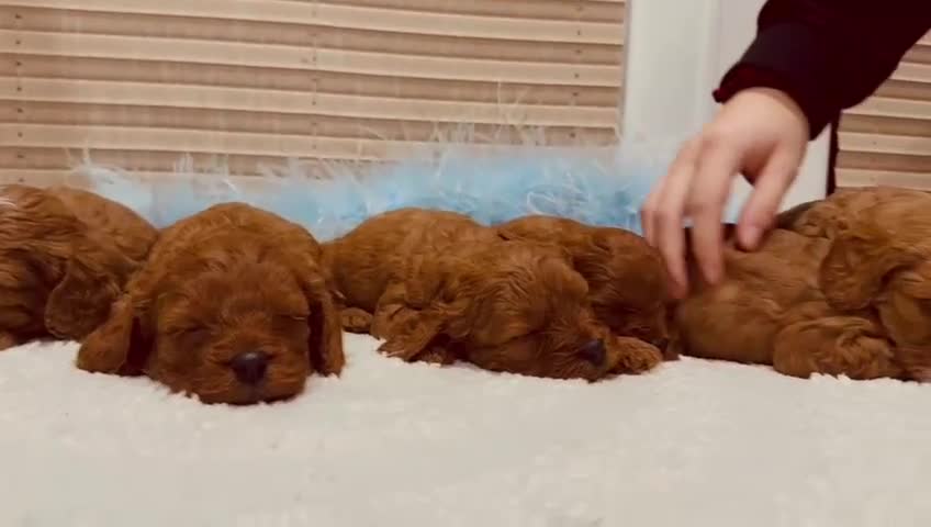 Cavapoo dogs for sale: A wonderful litter of 6 red teddy cavapoos  - Video 1