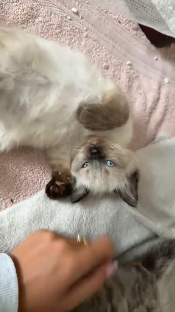 Ragdoll cats for sale: Brother & Sister Ragdoll Kittens  - Video 1