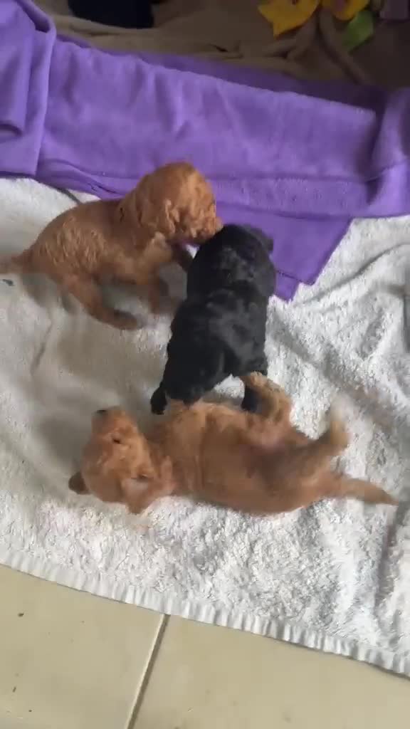 Miniature Poodle dogs for sale: miniature poodles  - Video 2