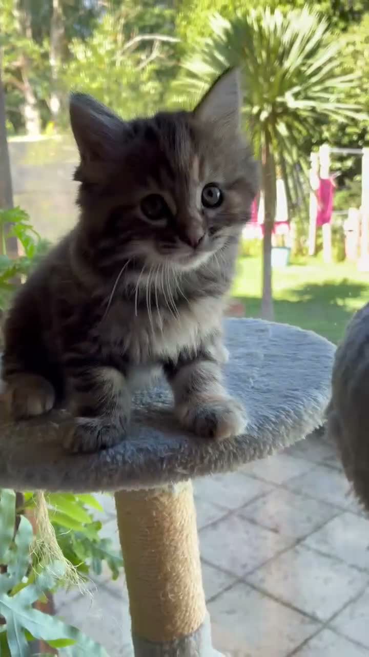 Mixed Breed cats for sale: Healthy , Energetic, Absolutely stunning 8  - Video 4