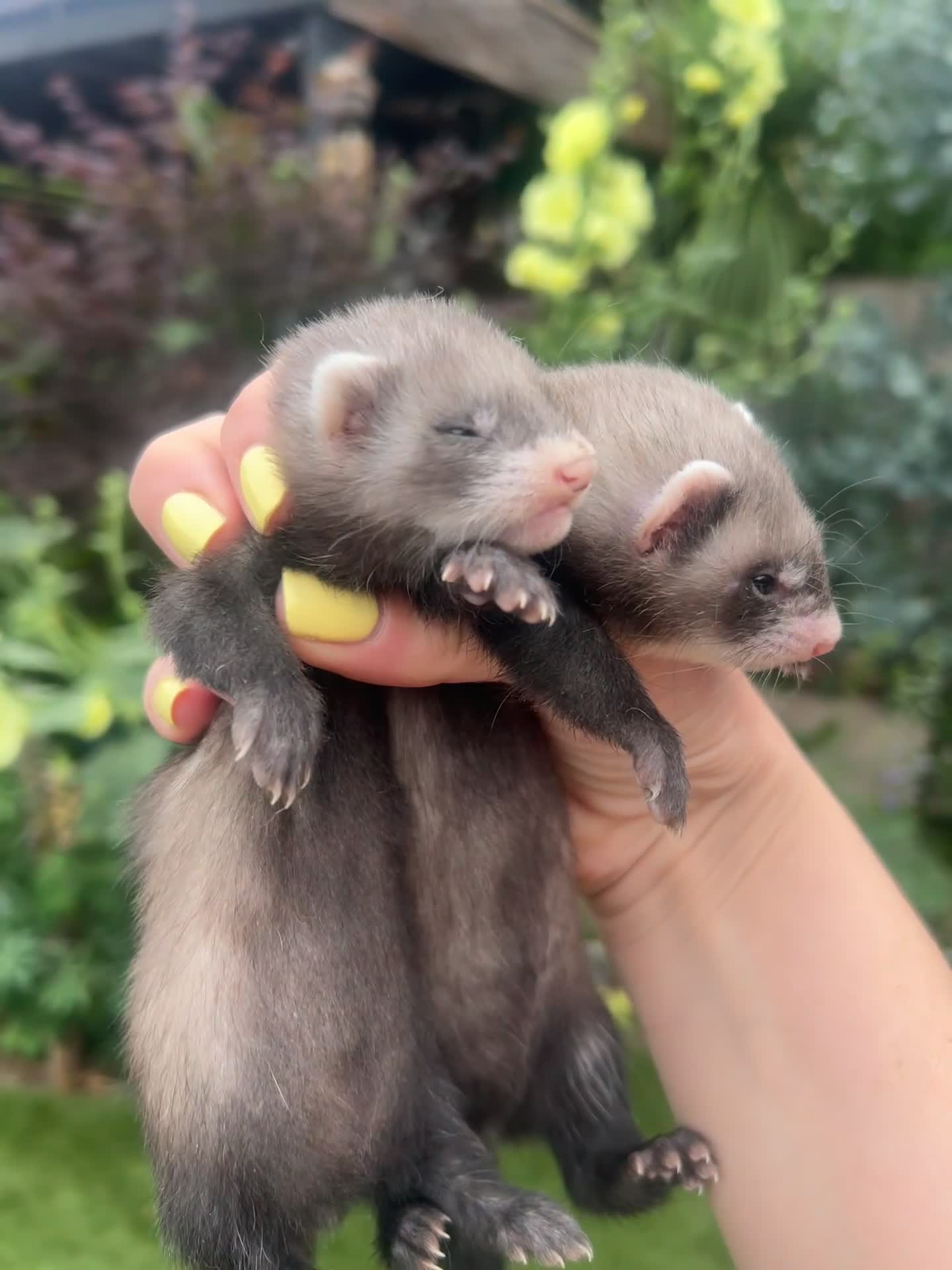 Ferret rodents for sale: 3/4 micro ferret kits Jills & Hobs in Doncaster - Video 1
