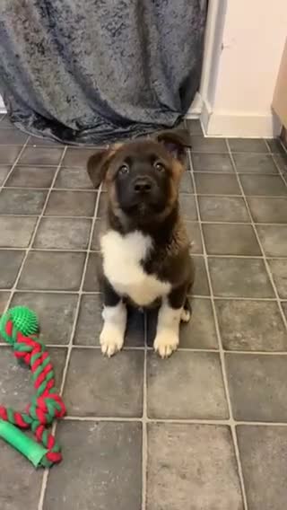Akita dogs for sale: American Akita puppies - Video 3