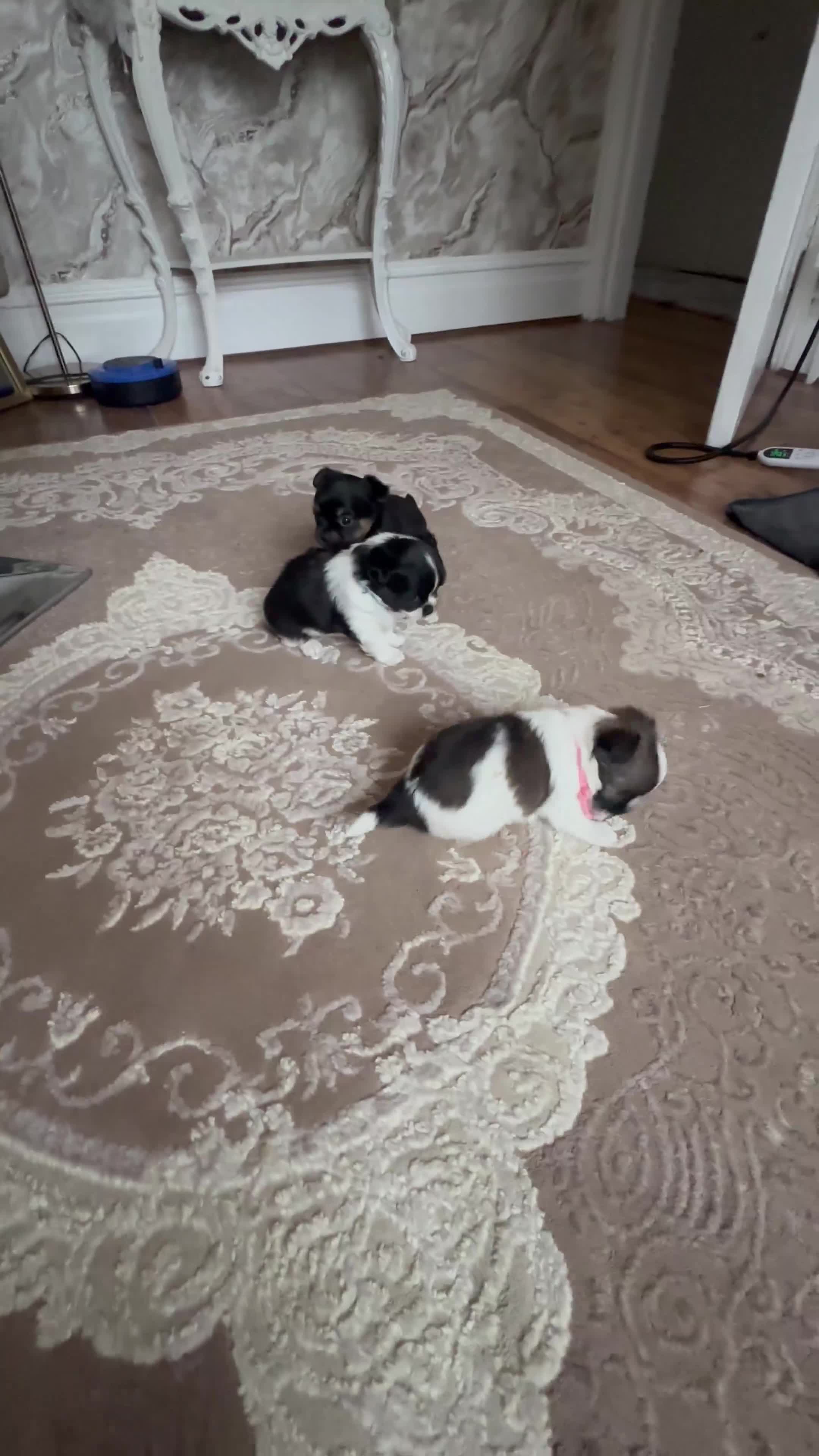 Mixed Breed dogs for sale: Jack Russell mixed Chihuahua - Video 1