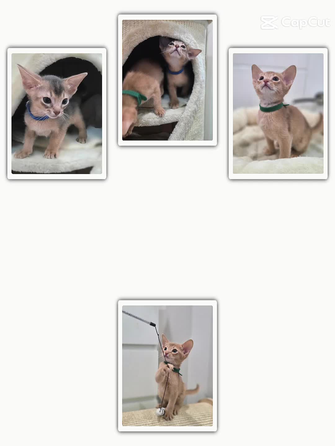 Abyssinian cats for sale: Gorgeous Tica  Abyssinian Kittens  - Video 1