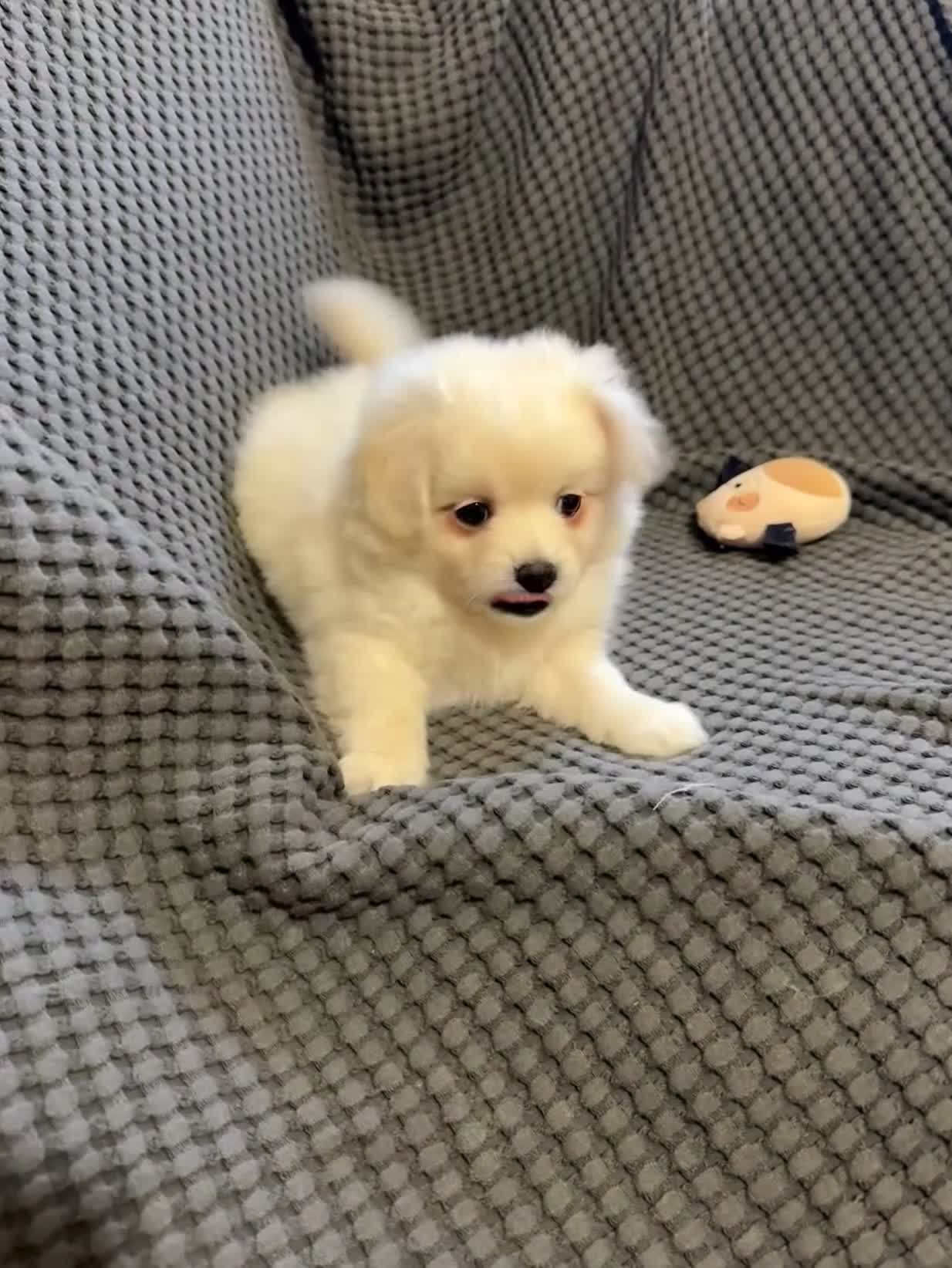 Mixed Breed dogs for sale: Gorgeous Pomapoos Female ready. Vaccinated Chipped - Video 3