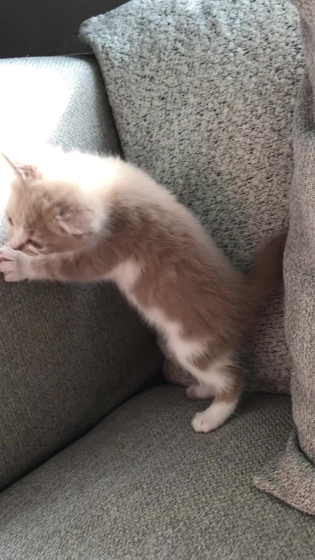 Mixed Breed cats for sale: 4 beautiful kittens  - Video 1