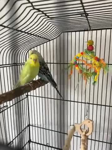 Budgerigars birds for sale: Male and Female Budgie’s in Rochdale - Video 1