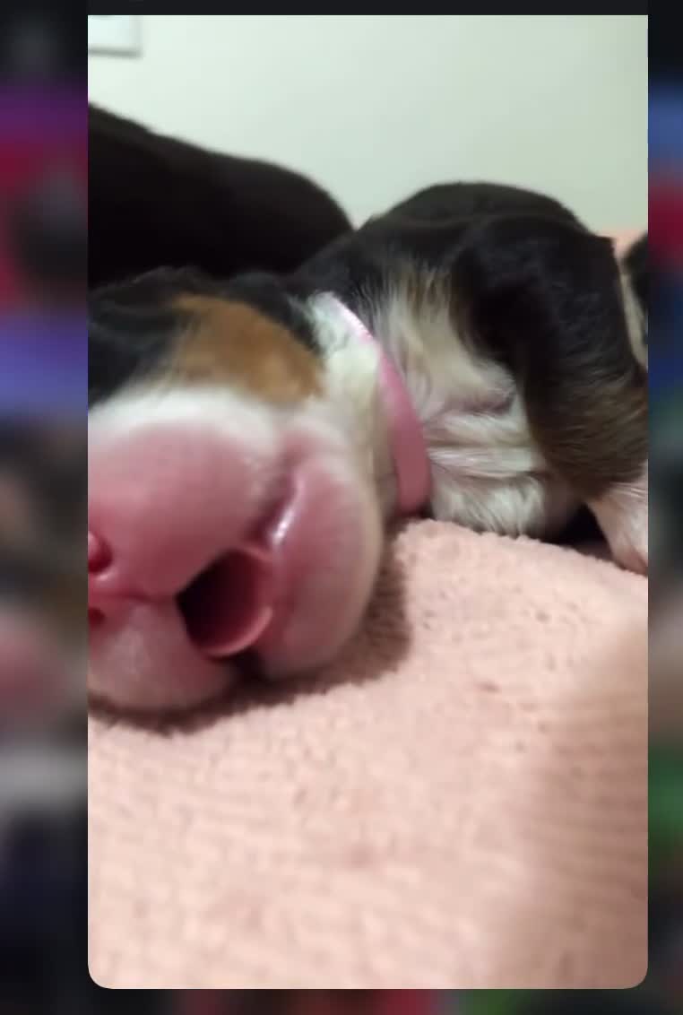 Bernese Mountain Dog dogs for sale: Well Trained Home  Bernese Mountain Pups  in Reading - Video 5