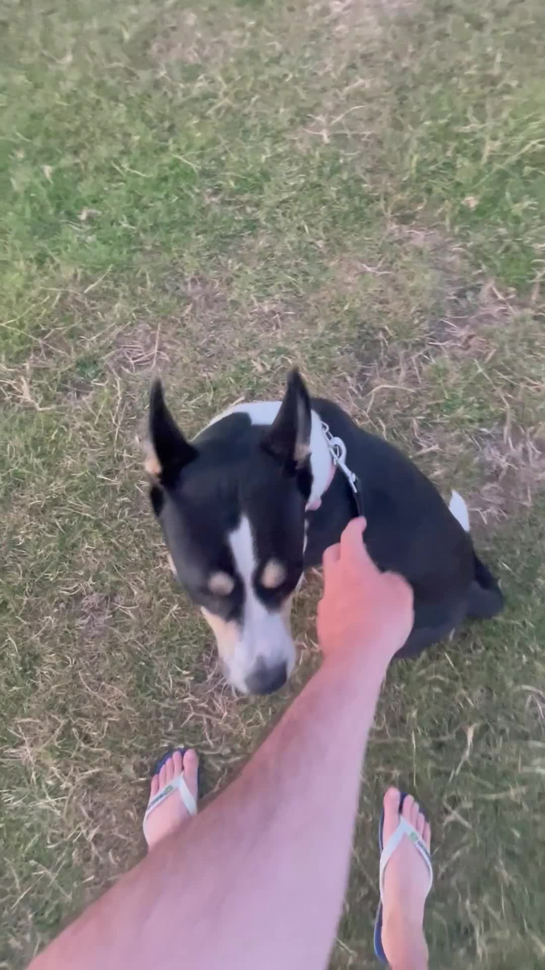 Mixed Breed dogs for adoption: 11 month Husky Staffy cross  - Video 3