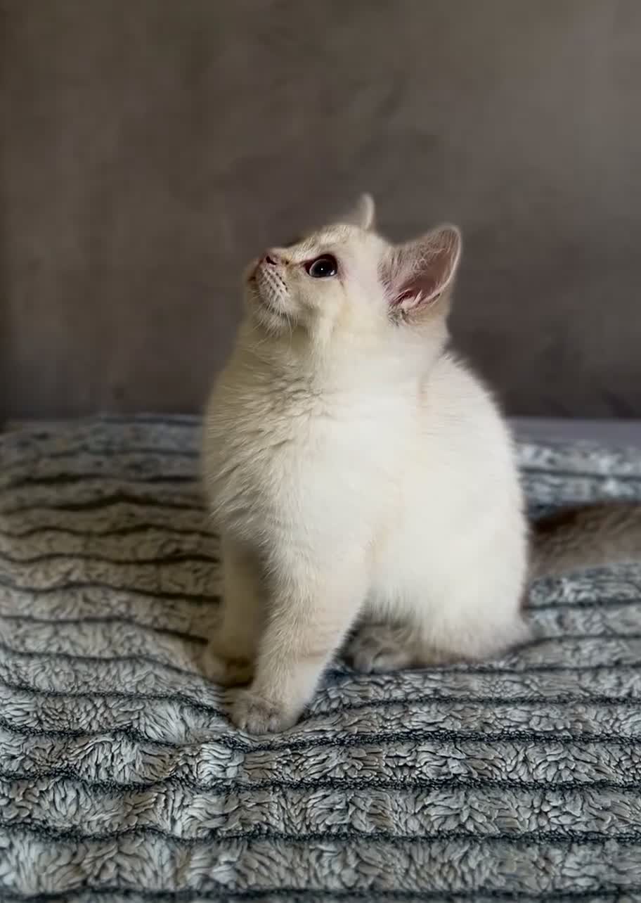 British Shorthair cats for sale: 🐾 TICA Reg BLH / BSH Kittens  🐾 - Video 3