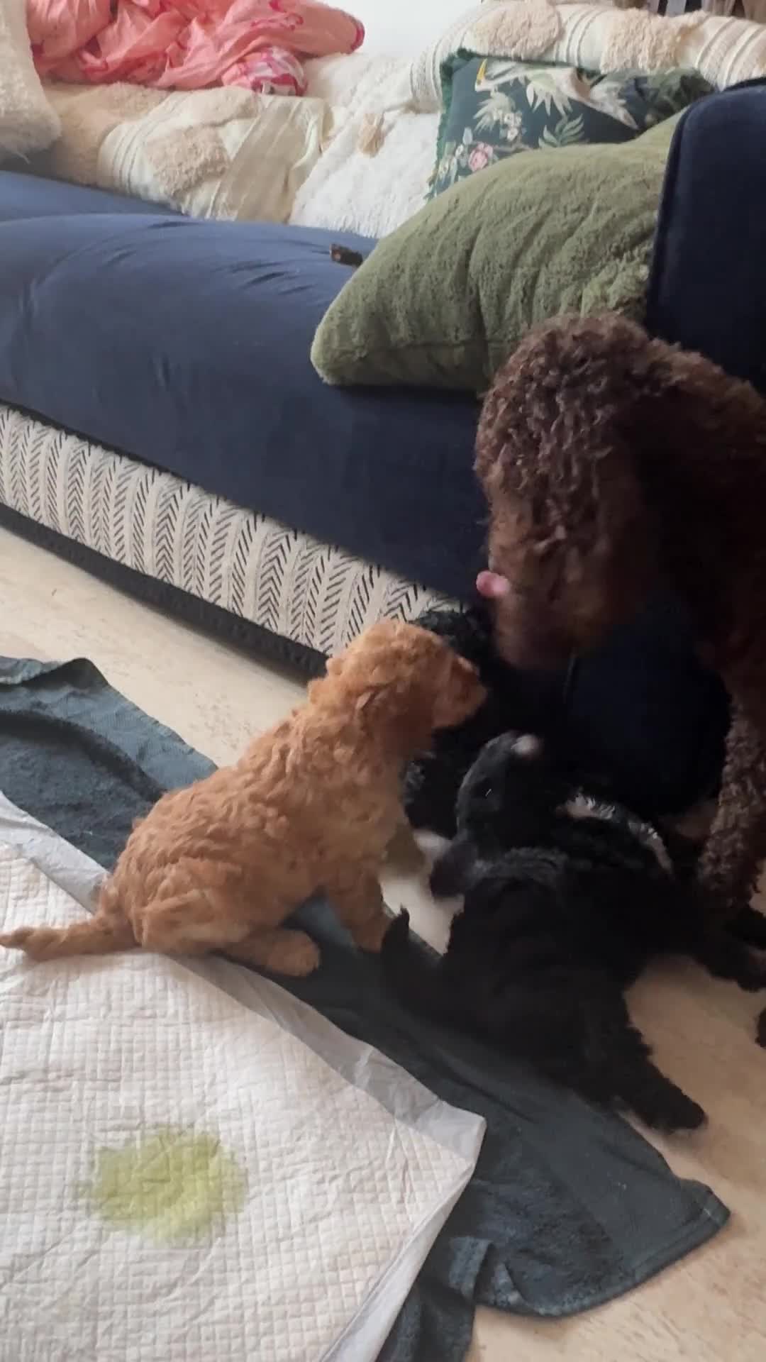 Cockapoo dogs for sale: Real life Teddy Bear F1B male cockapoo miniature - Video 1