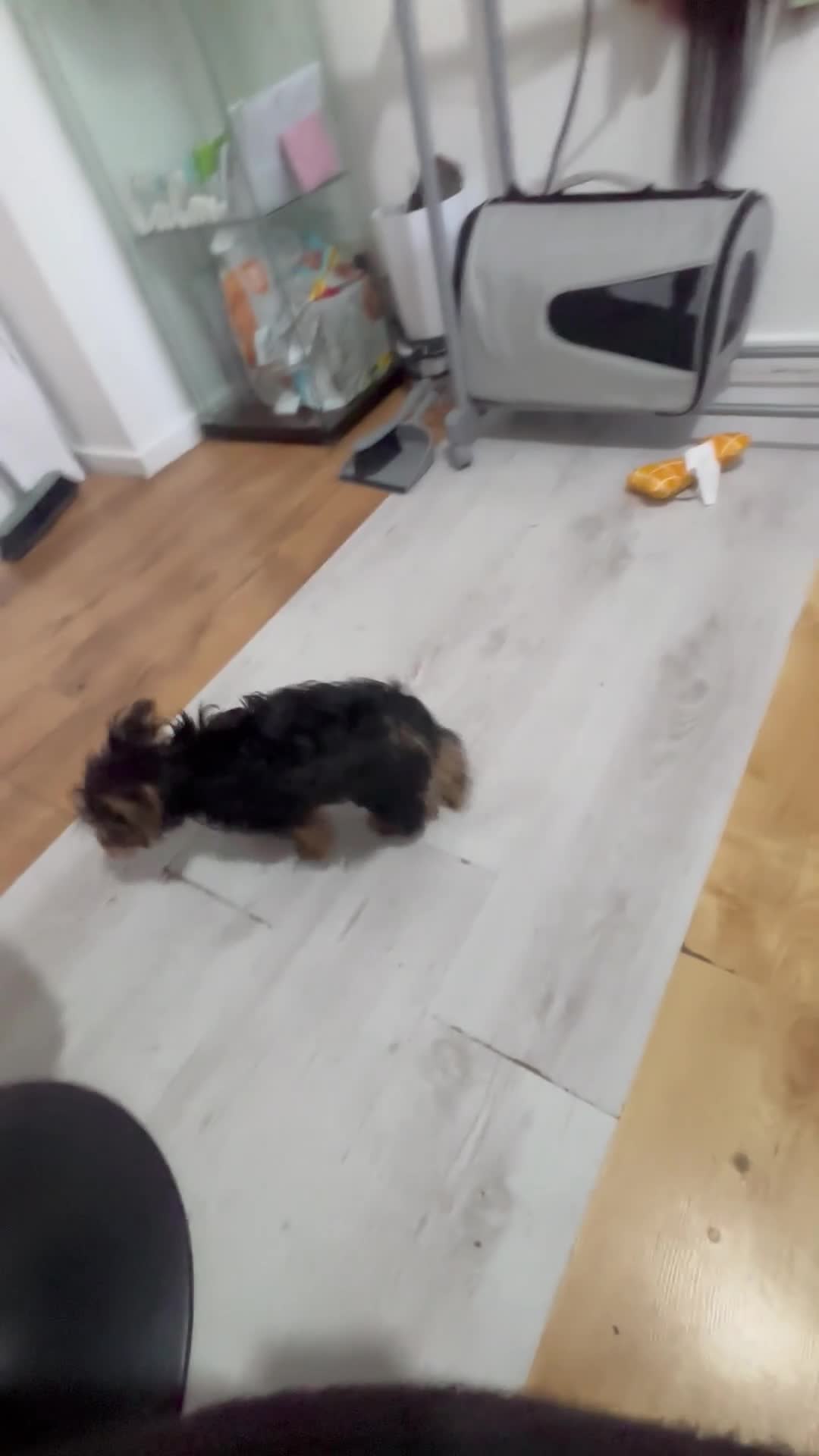 Yorkshire Terrier dogs for sale: Biscuit  - Video 2