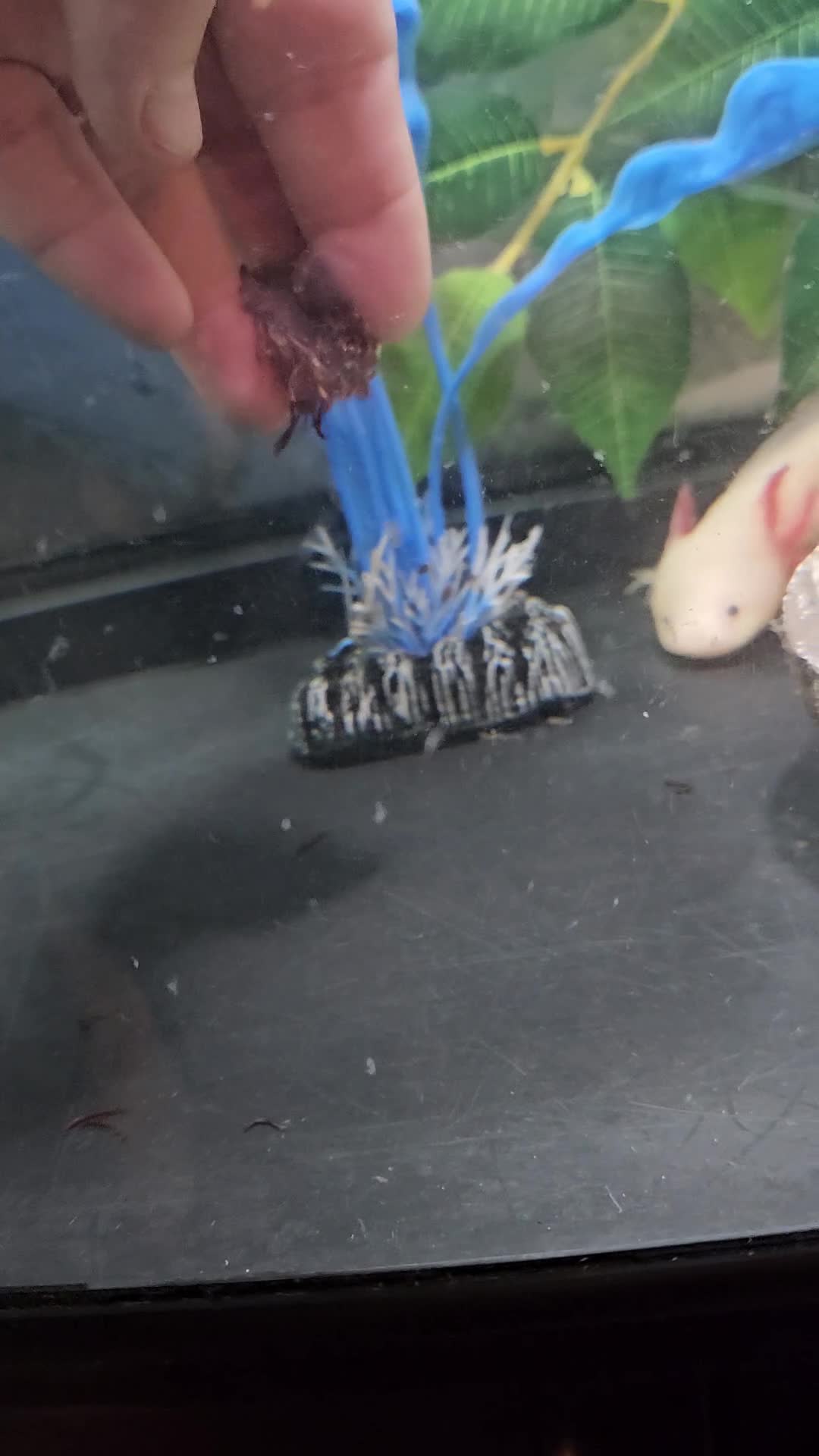 Axolotl reptiles for sale: Axolotl  - Video 1