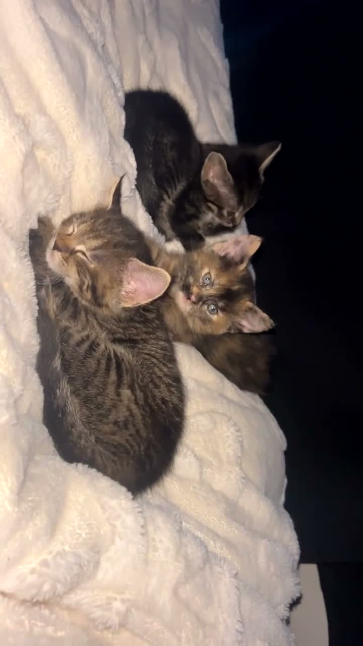 Mixed Breed cats for sale: 5 female kittens - Video 1