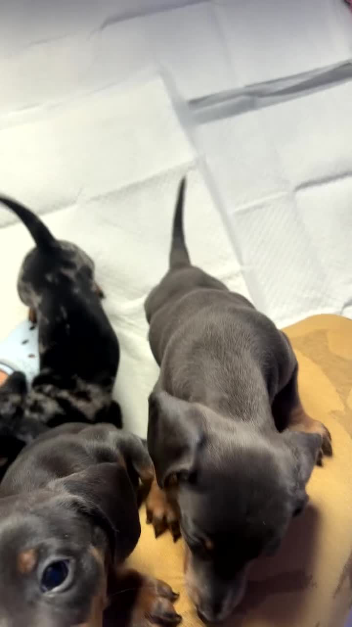 Miniature Dachshund dogs for sale: 2 miniature girl dachshunds blue and tan  - Video 2
