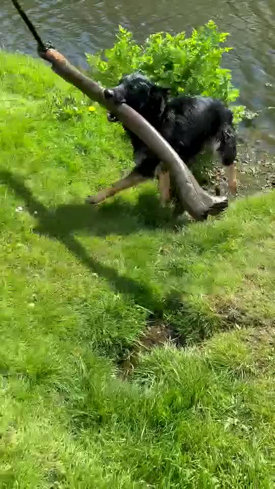 German Shepherd dogs for sale: 4 Year old Male German Shepherd  - Video 2