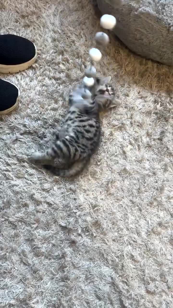 Mixed Breed cats for sale: Tabby kitten  - Video 2