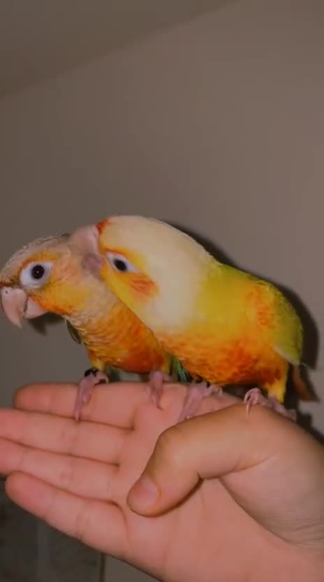 Conures birds for sale: Beautiful tame Conures ""£300 Each"" - Video 1