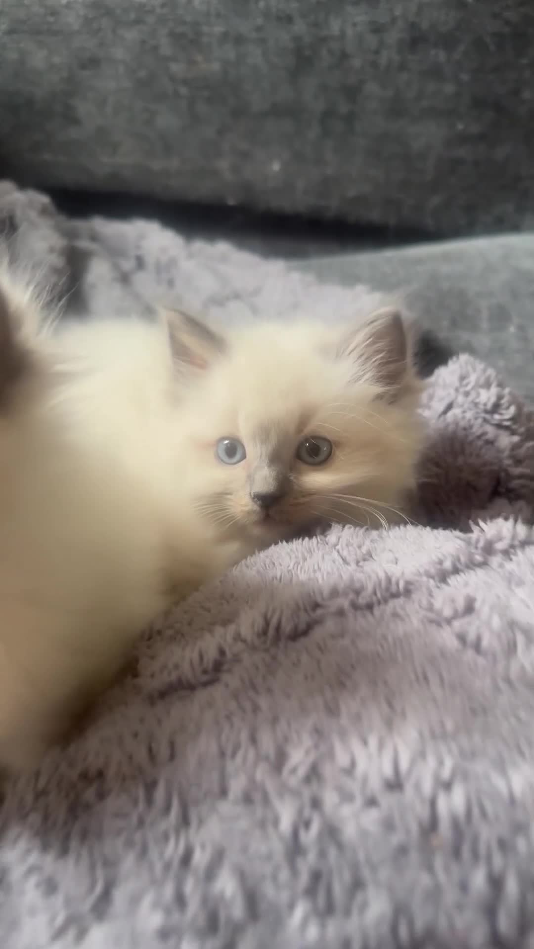 Ragdoll cats for sale: Ragdoll - Video 1
