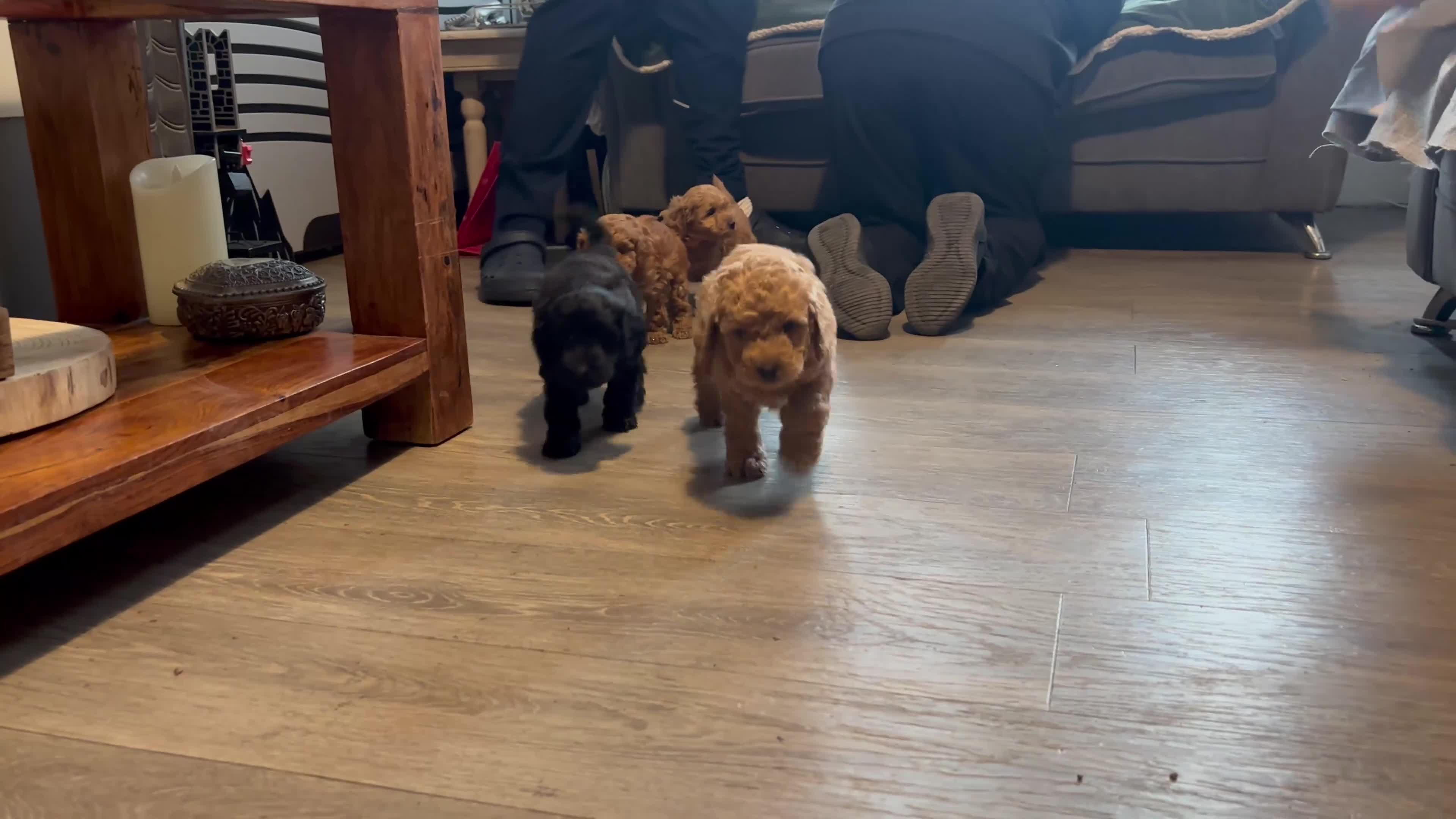 Cockapoo dogs for sale: F1B Mini Cockapoos - Video 1