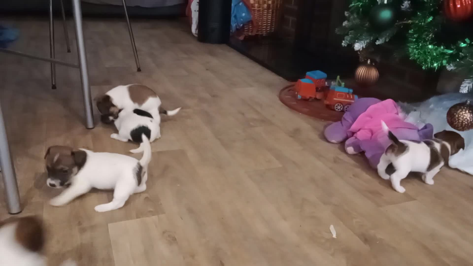 Jack Russell dogs for sale: Jack russell puppies - Video 1