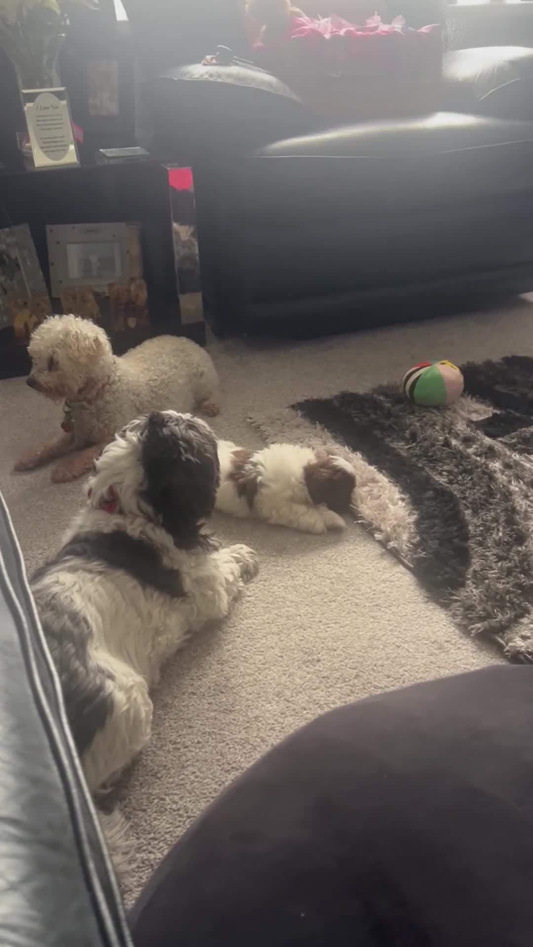 Shih Tzu dogs for sale: Delightful Imperial Shihtzu in Dronfield - Video 3