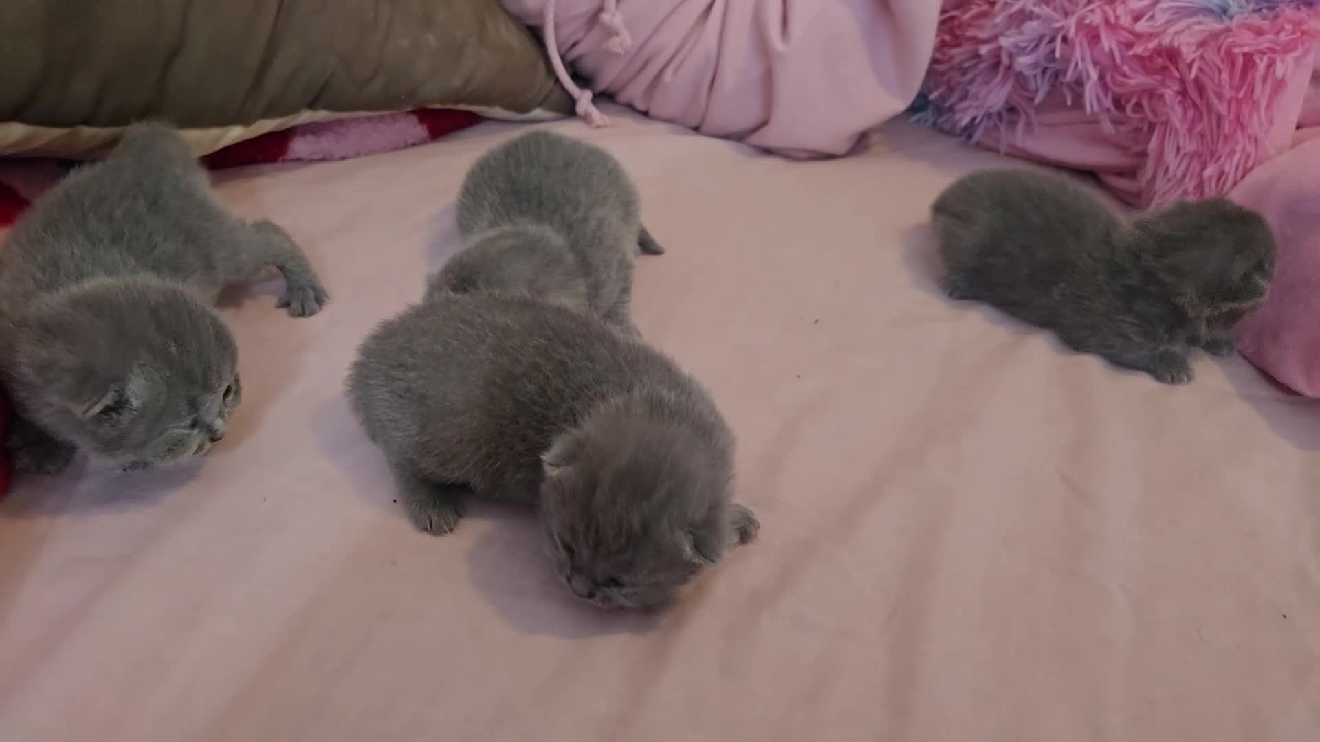 British Shorthair cats for sale: Beautiful  British Shorthair Kittens in Bournemouth - Video 2