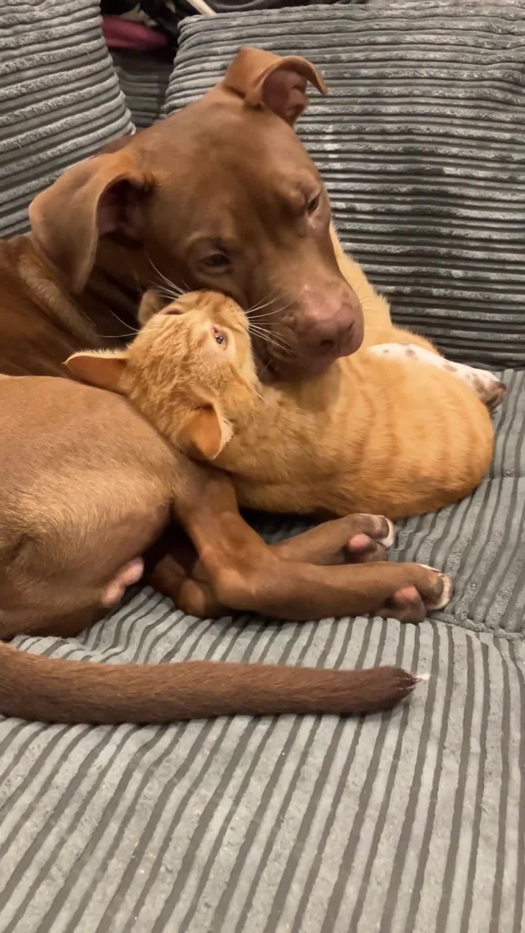 Mixed Breed dogs for sale: Marlowe - Video 2