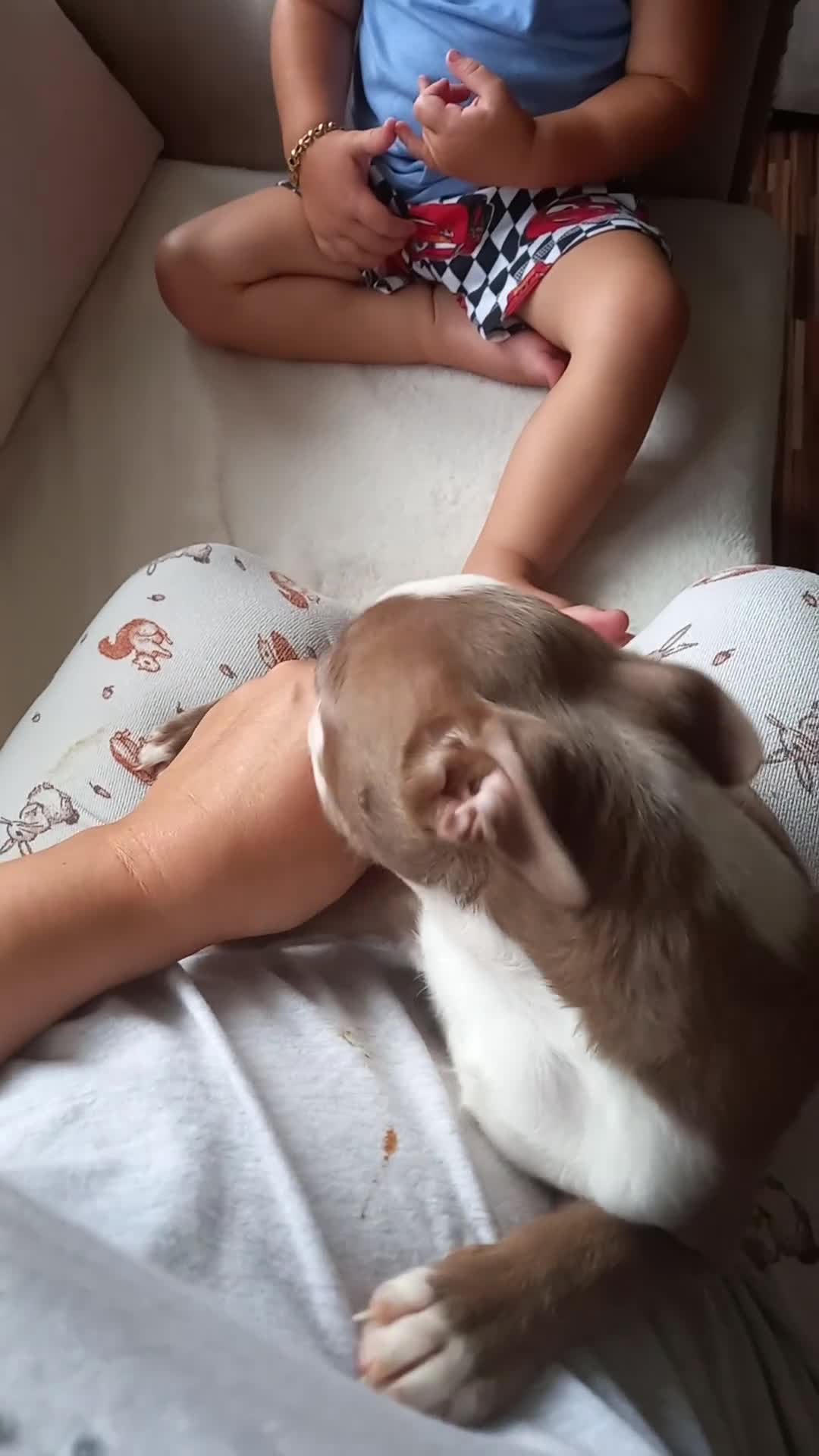 Boston Terrier dogs for sale: Last remaining girl looking for loving home in Stafford - Video 3