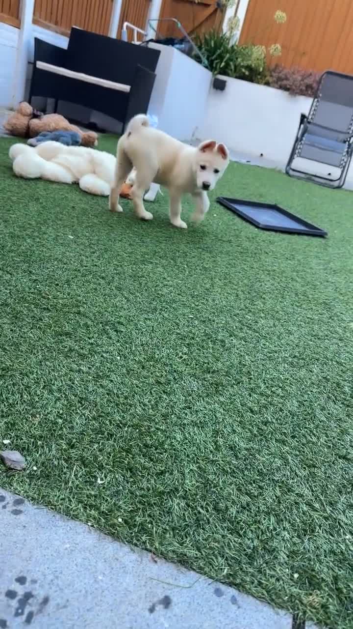 Akita dogs for sale: Beautiful Akita girl puppy for sale  - Video 2