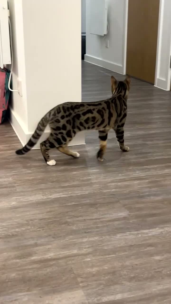 Bengal cats for sale: Loving and Gentle Bengal cat in Brighton - Video 2