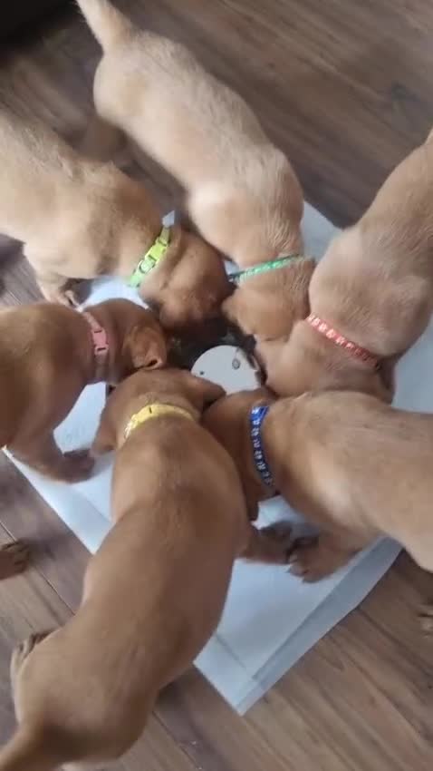 Labrador Retriever dogs for sale: ONLY 1 BOY LEFT Fox Red Labrador Retriever Puppies - Video 1